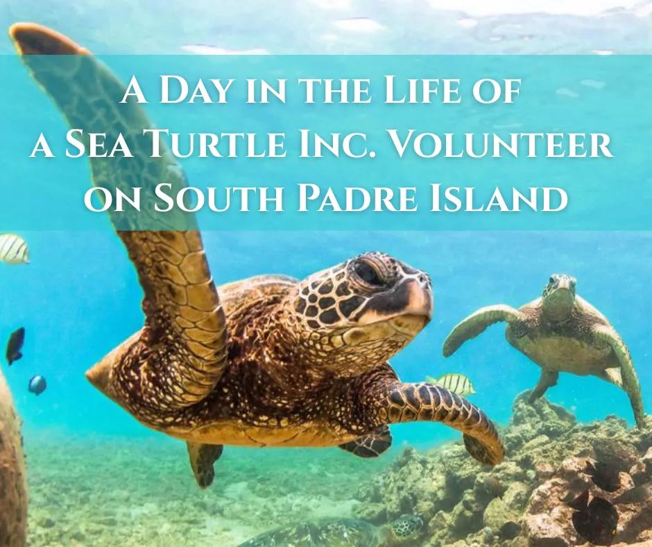 A Day in the Life of a Sea Turtle Inc. Volunteer on South Padre Island