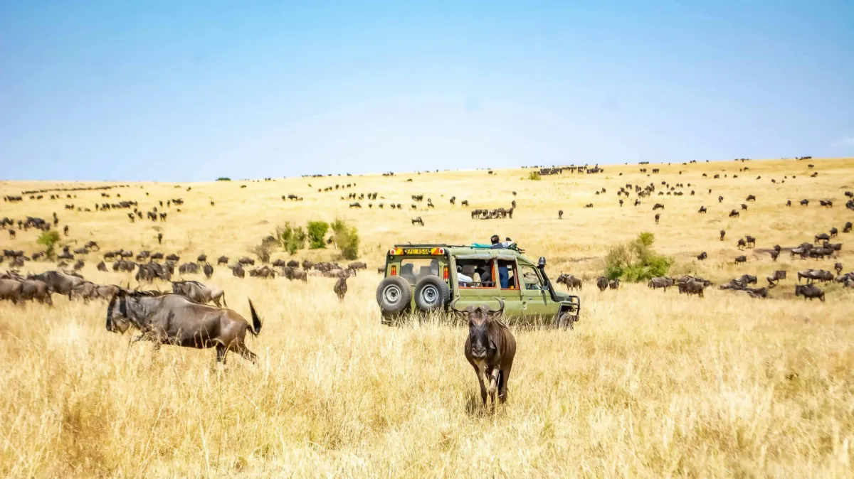 Kenya: The Land of Timeless Safaris & Sky-High Escapes
