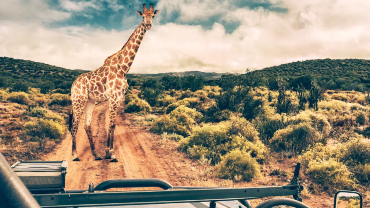 Uganda: The Crown Jewel of African Safari Experiences
