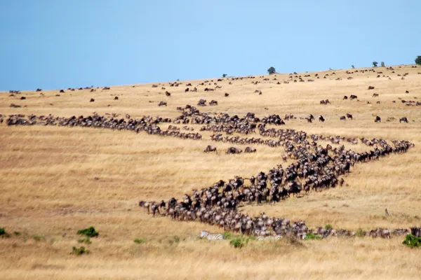 the_great_migration