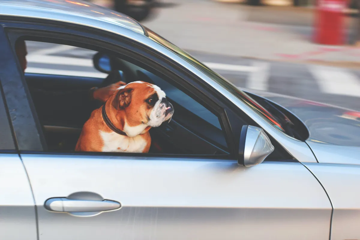 Tackling Your Dog's Car Anxiety