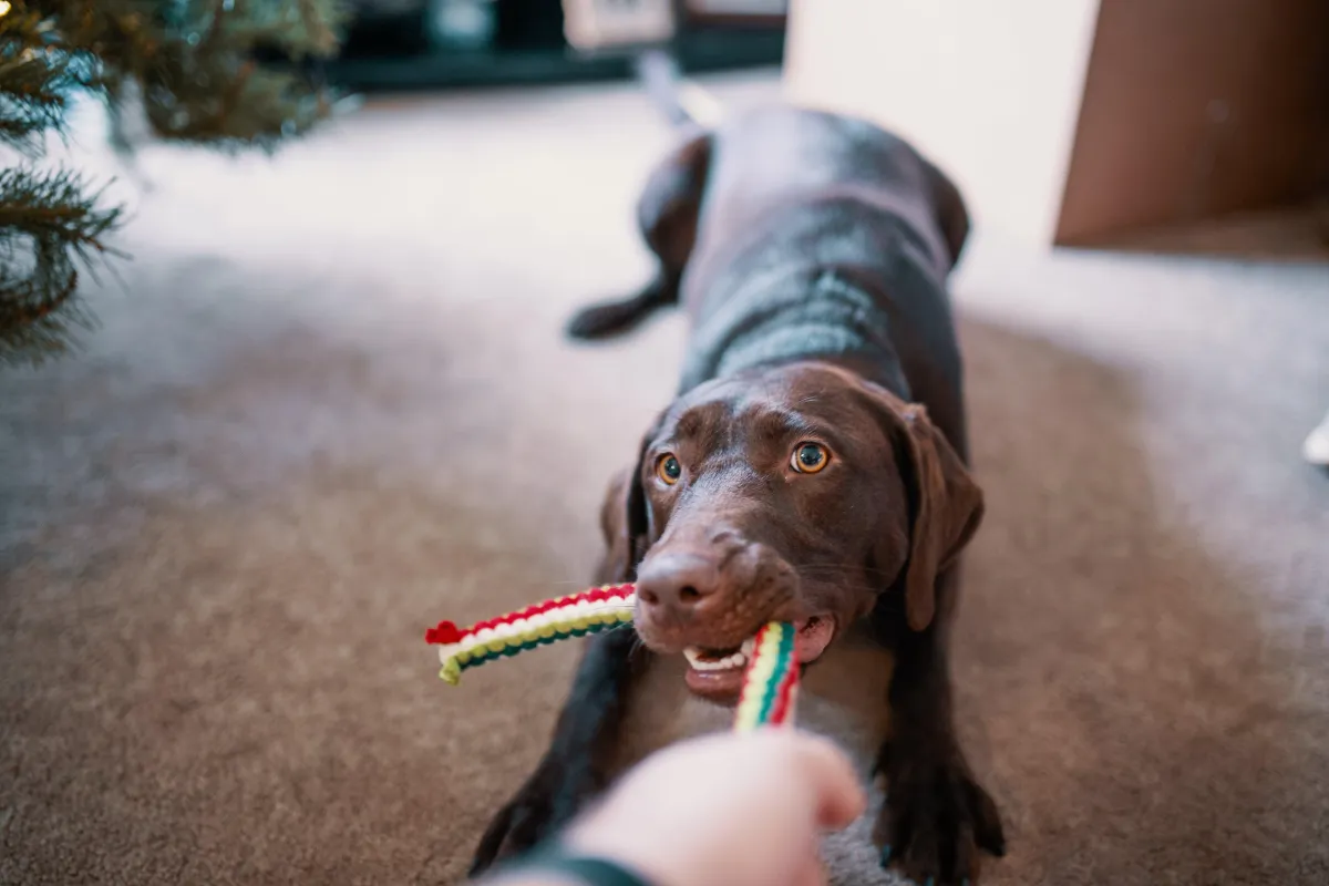A Guide to Choosing the Best Toys for Your Dog