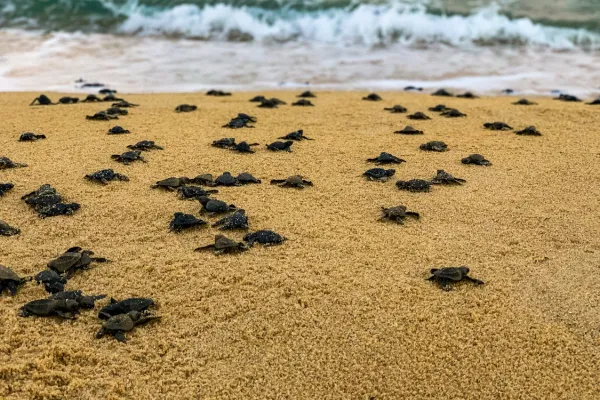 Sea Turtles and Surviving