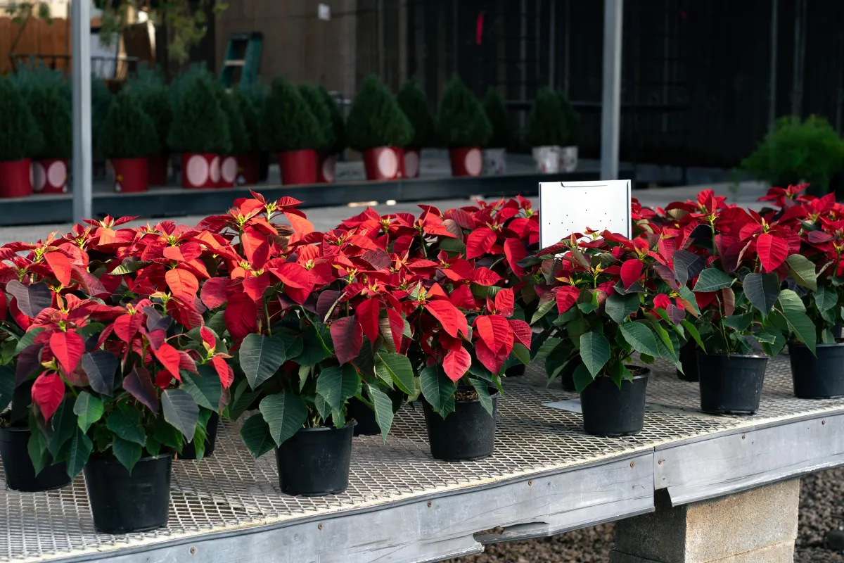 Alldredge Gardens Plant Nursery Midland TX