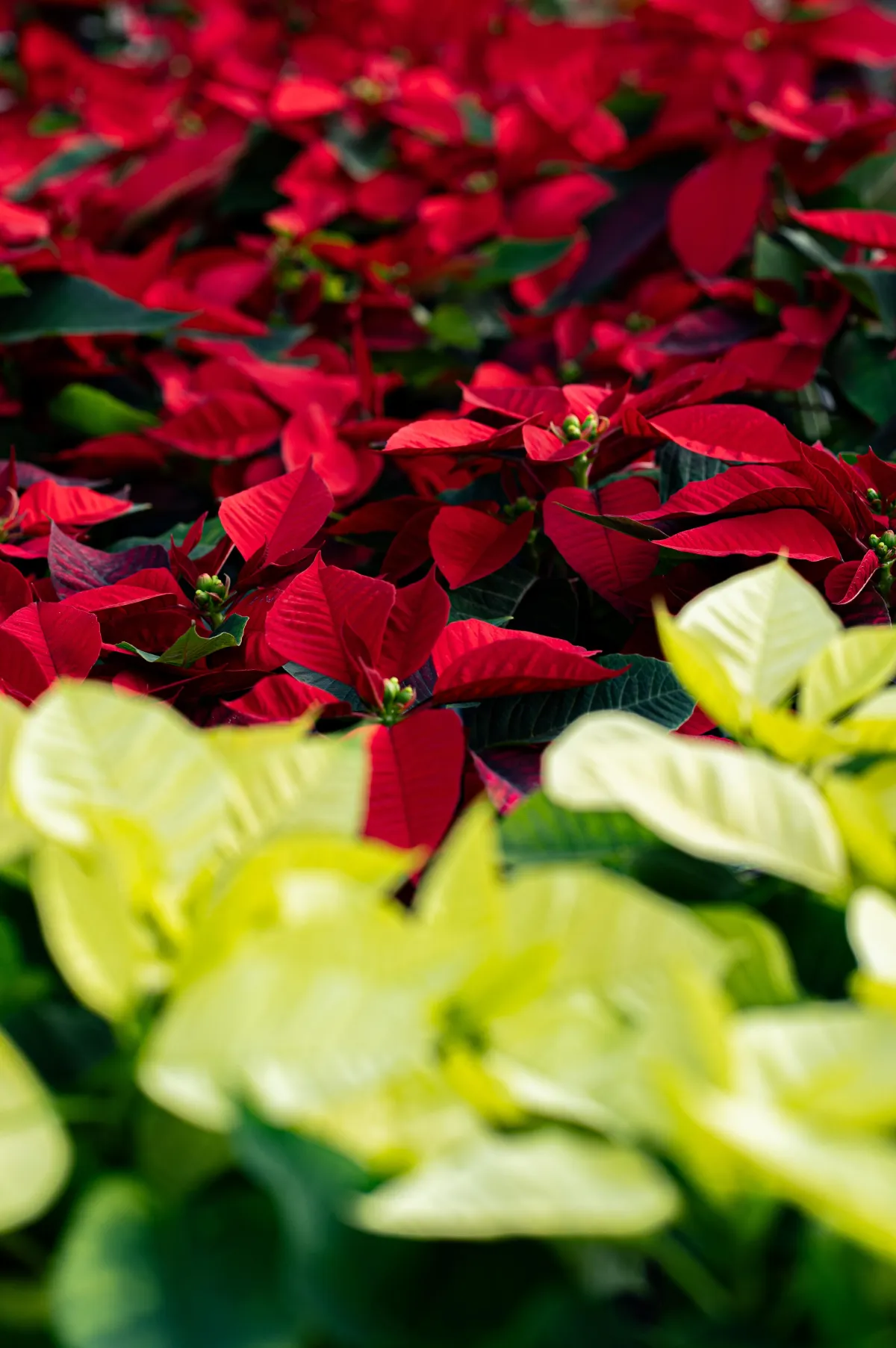 Alldredge Gardens Plant Nursery Midland TX