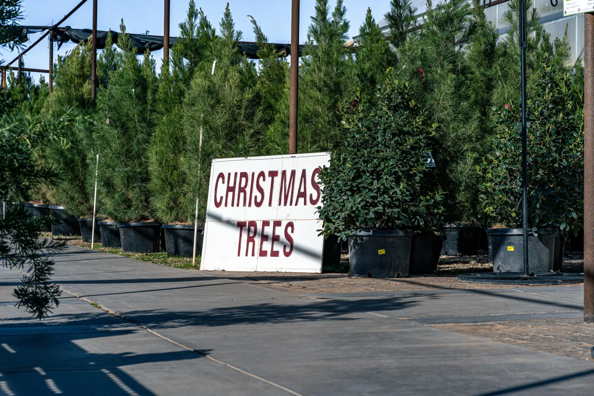 Alldredge Gardens Plant Nursery Midland TX