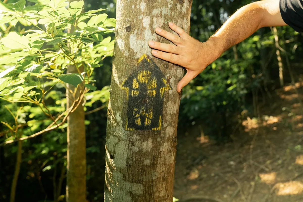 Tree Health Assessment 