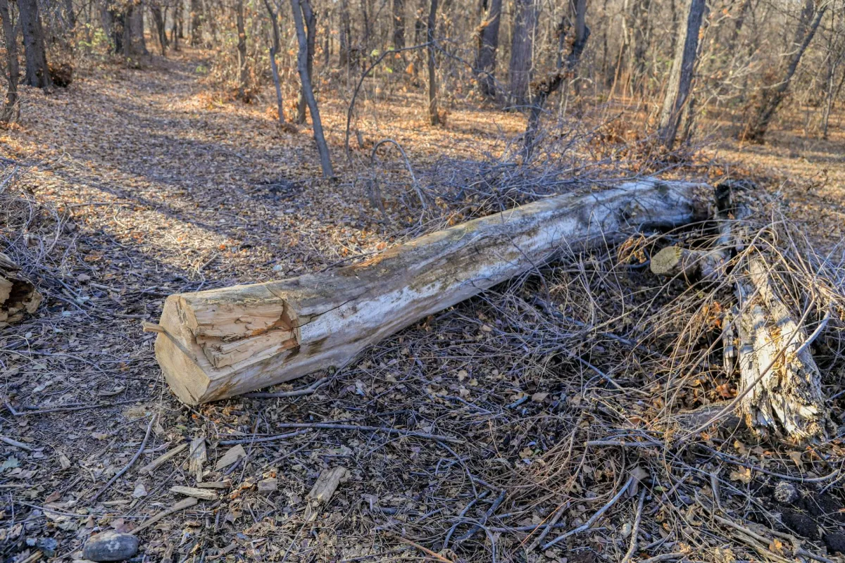 stump
