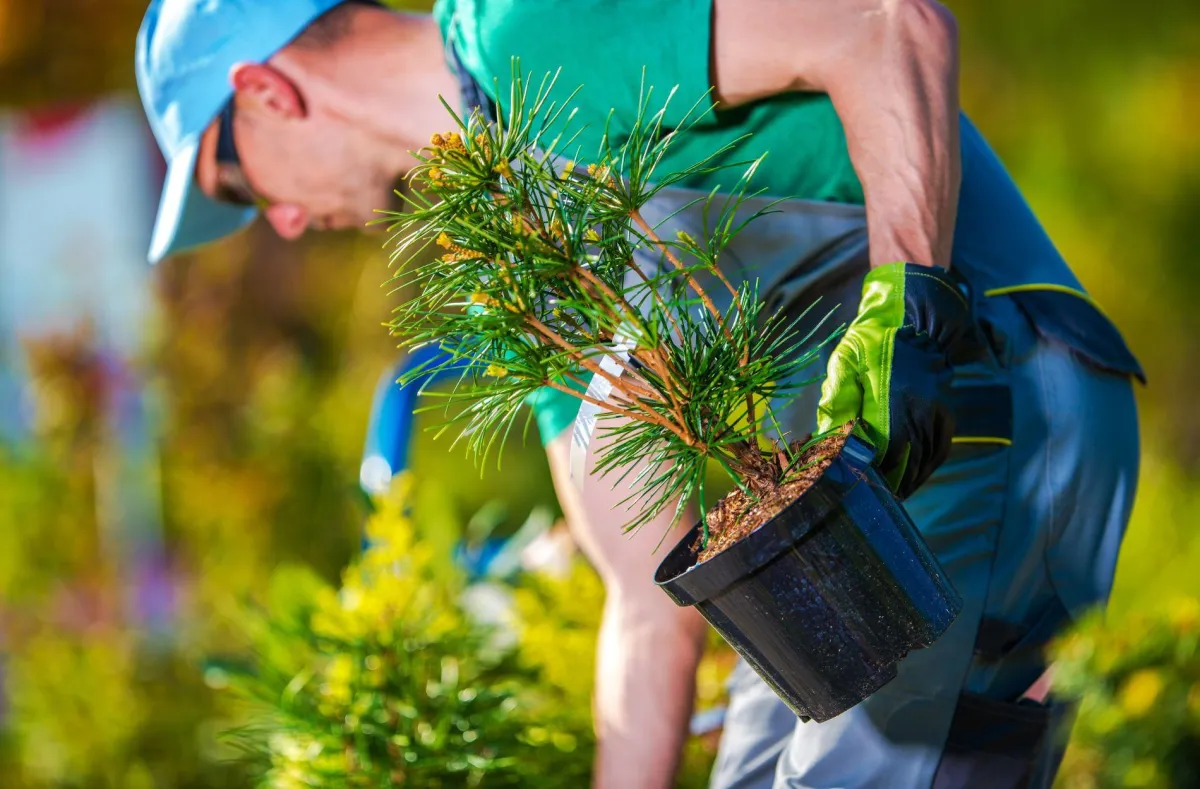 Tree Planting