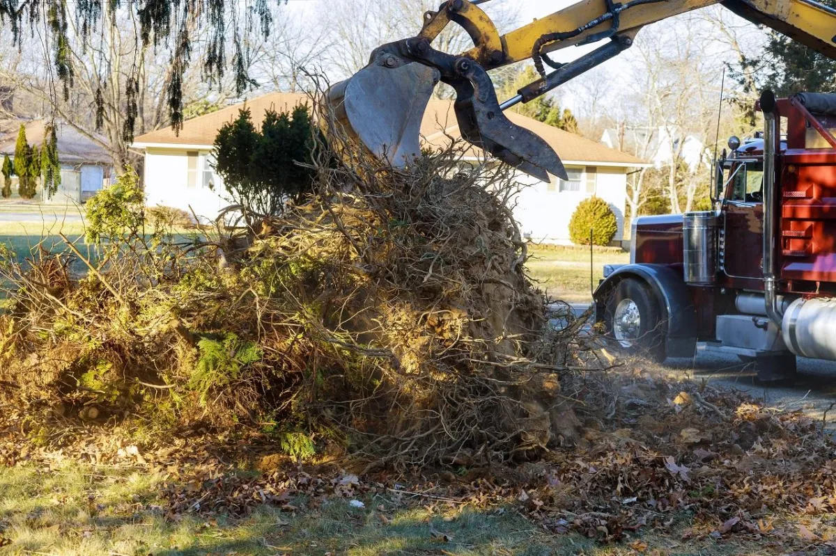 brush removal