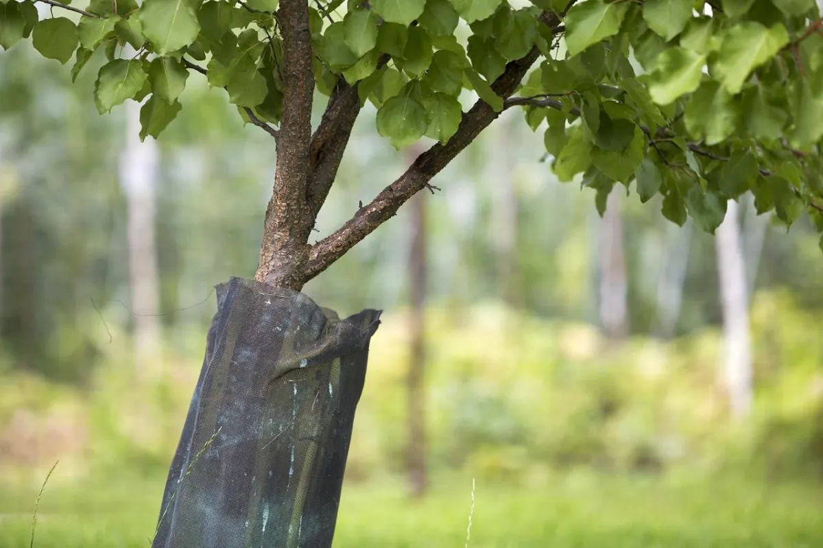 tree wrap