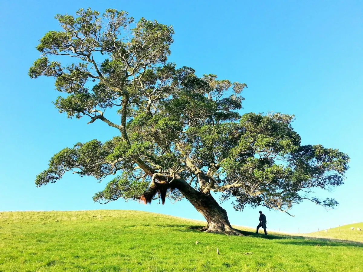 tree care
