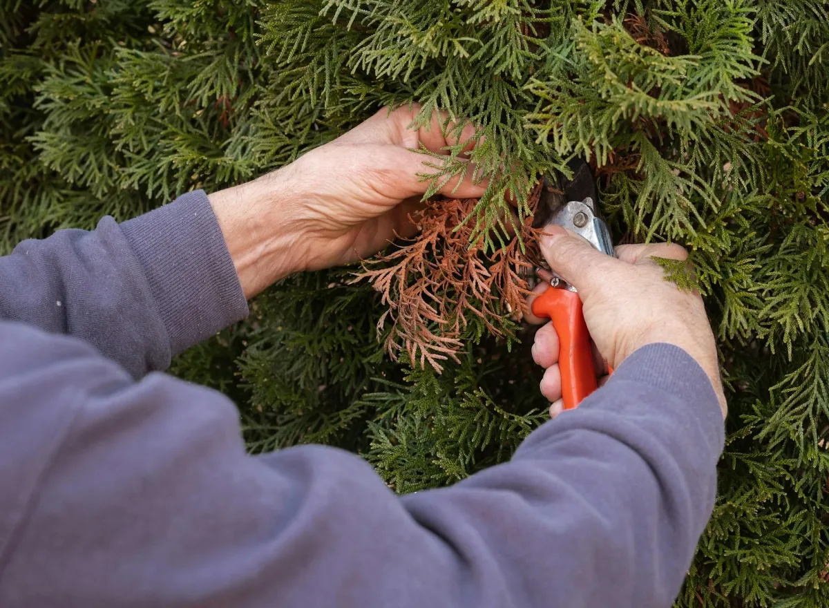 tree pruning
