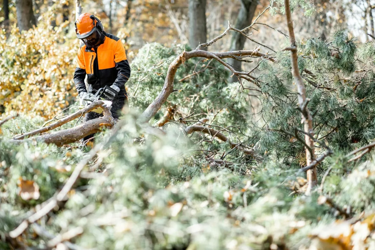 tree removal