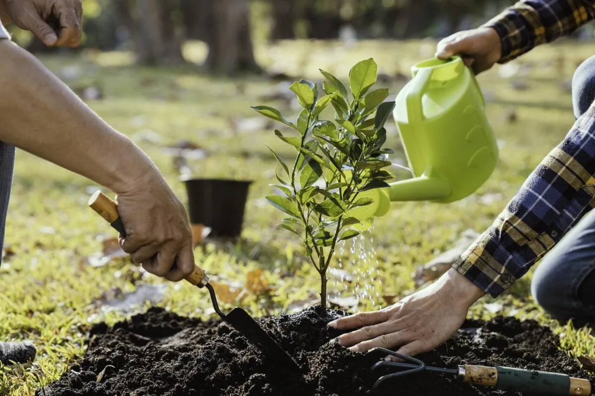 plant tree