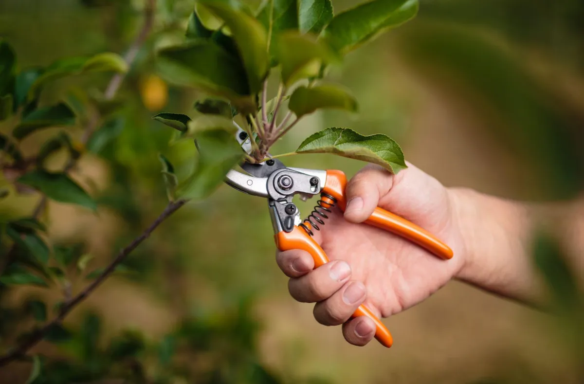 tree pruning