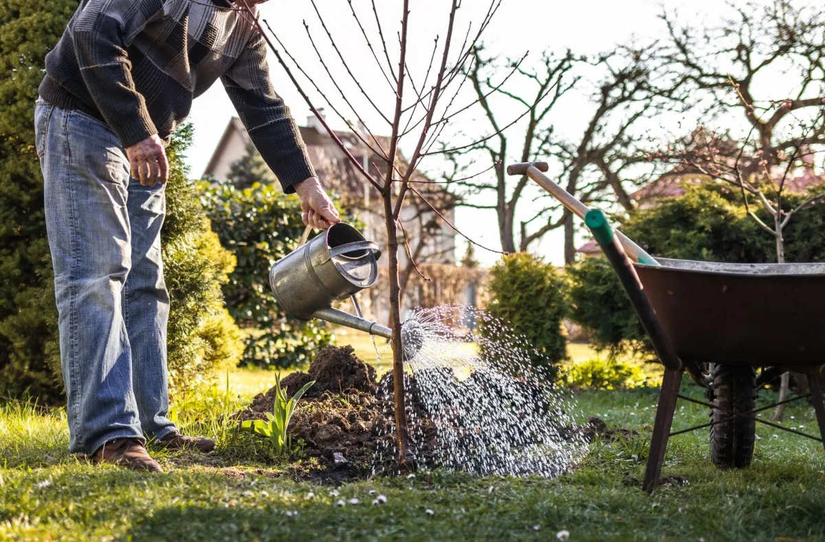 tree planting