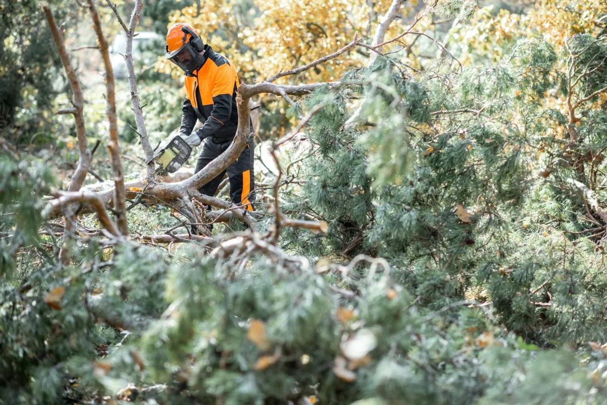tree trimming