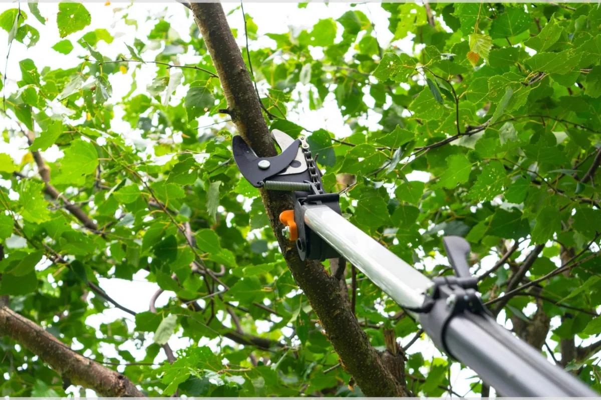 tree pruning
