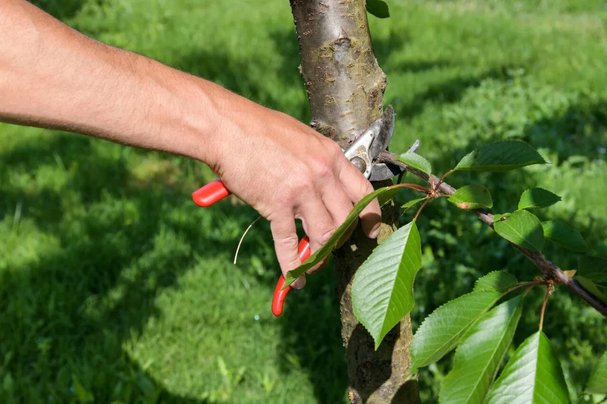 tree service