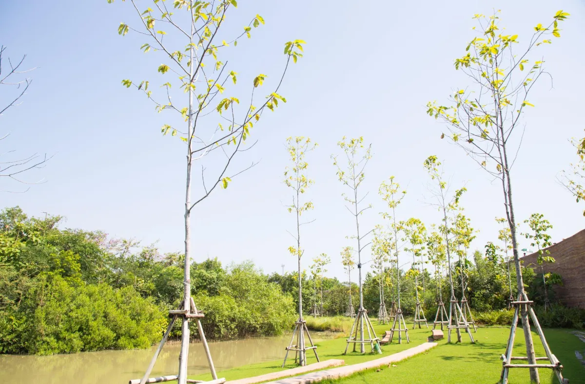 tree planting