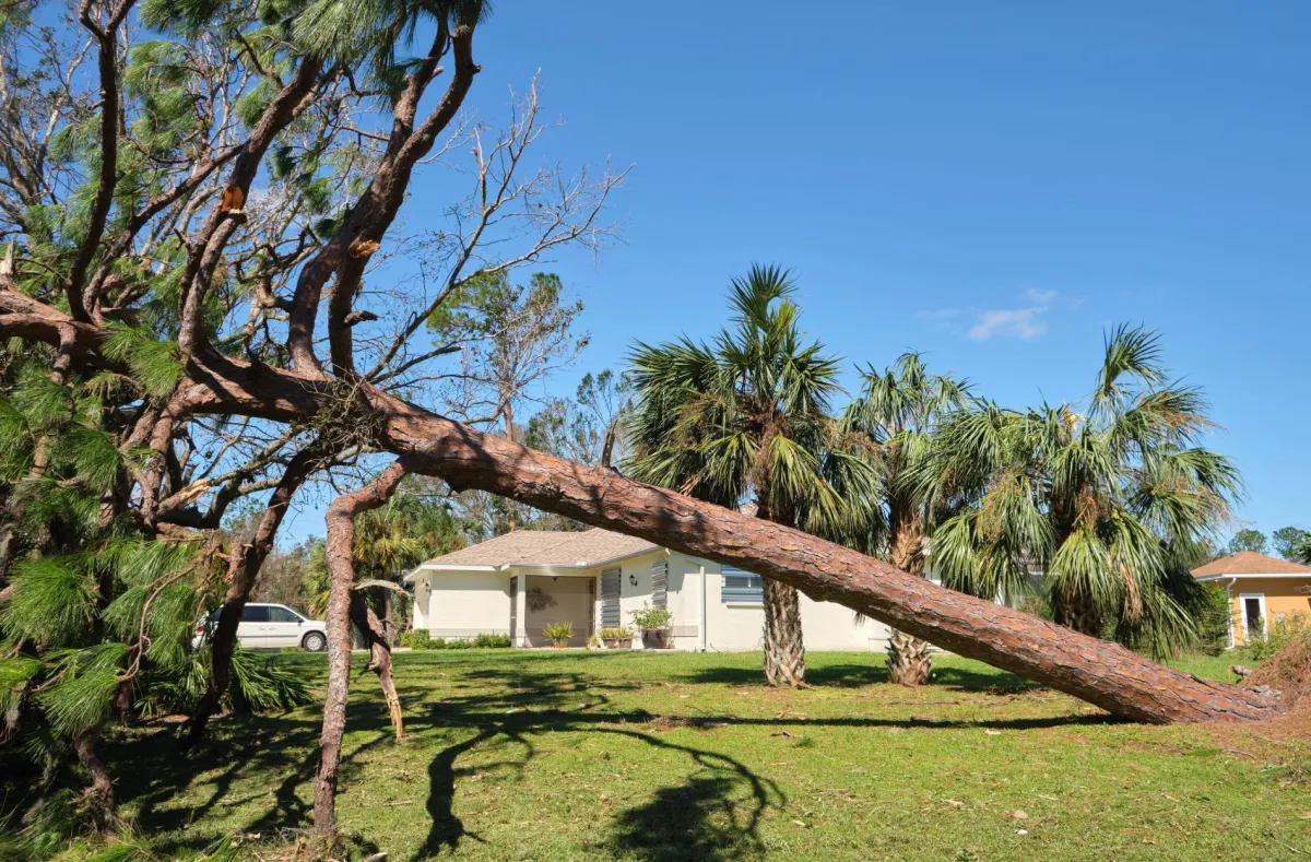 tree emergency