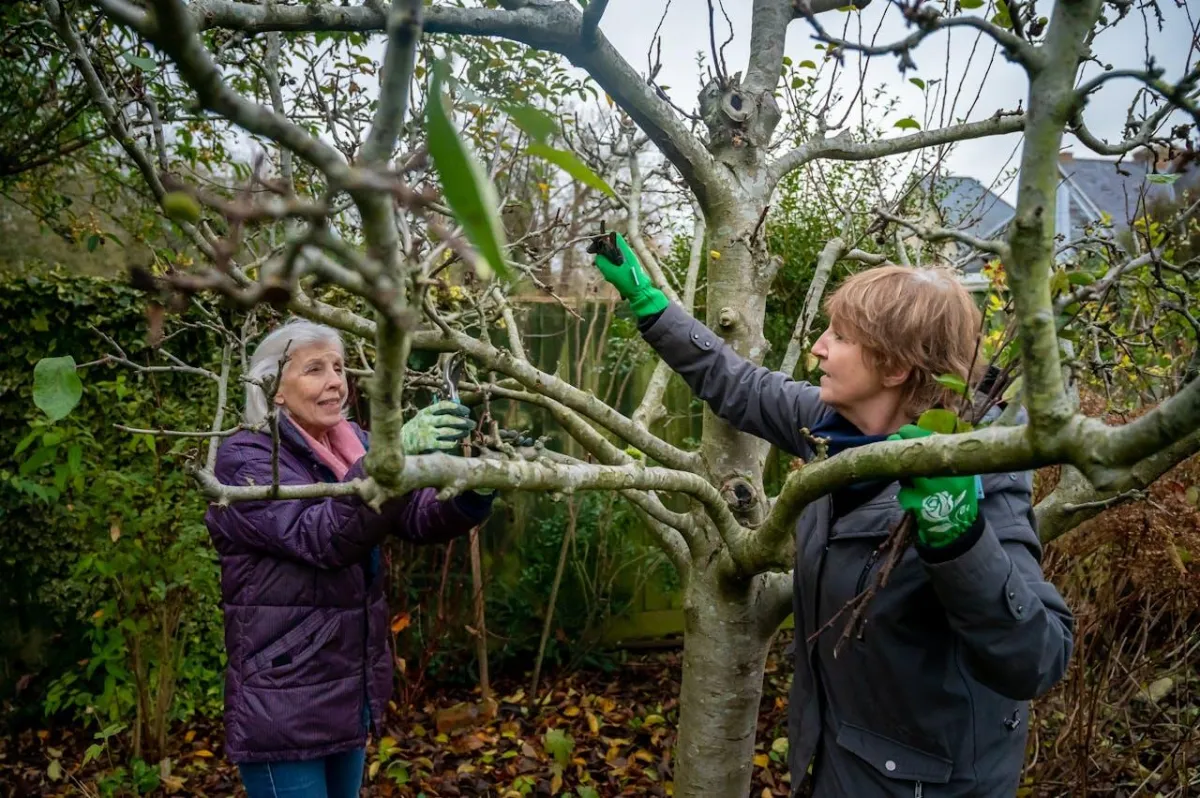 Trees Healthy