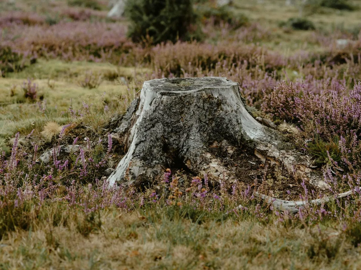 tree stump