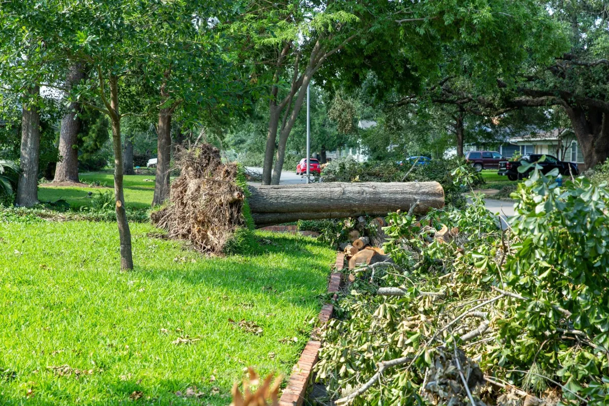 Storm-Damaged Trees