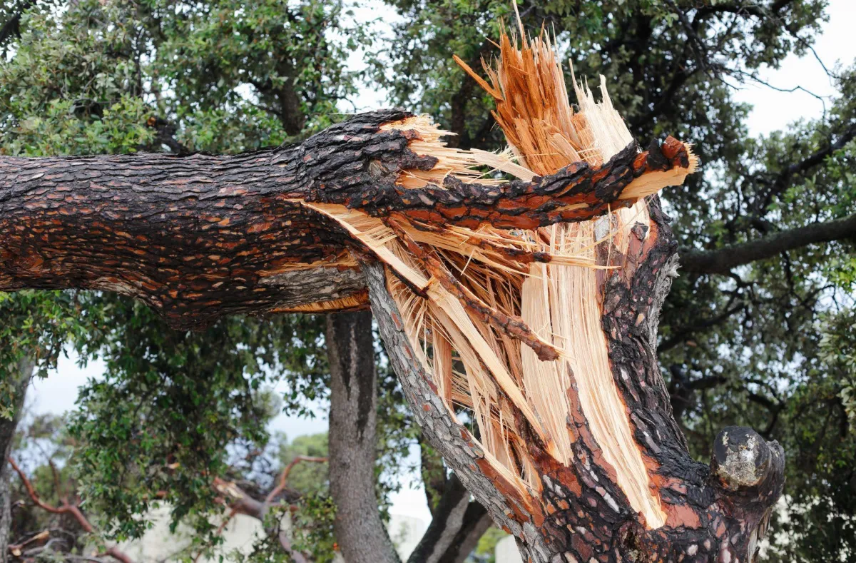 Emergency Tree Service
