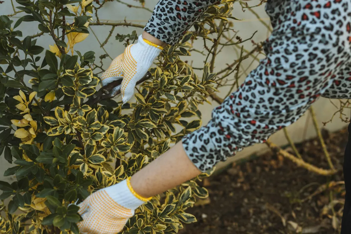 Shrub