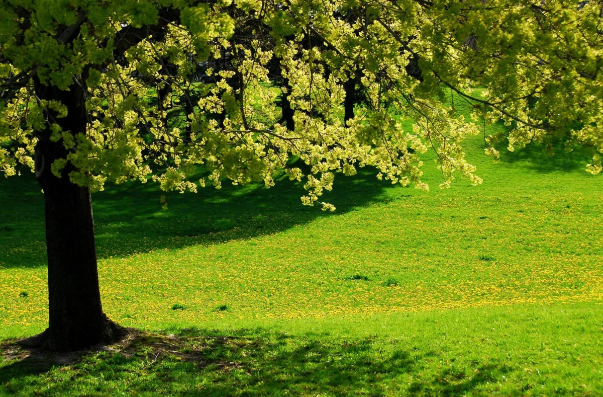 tree care