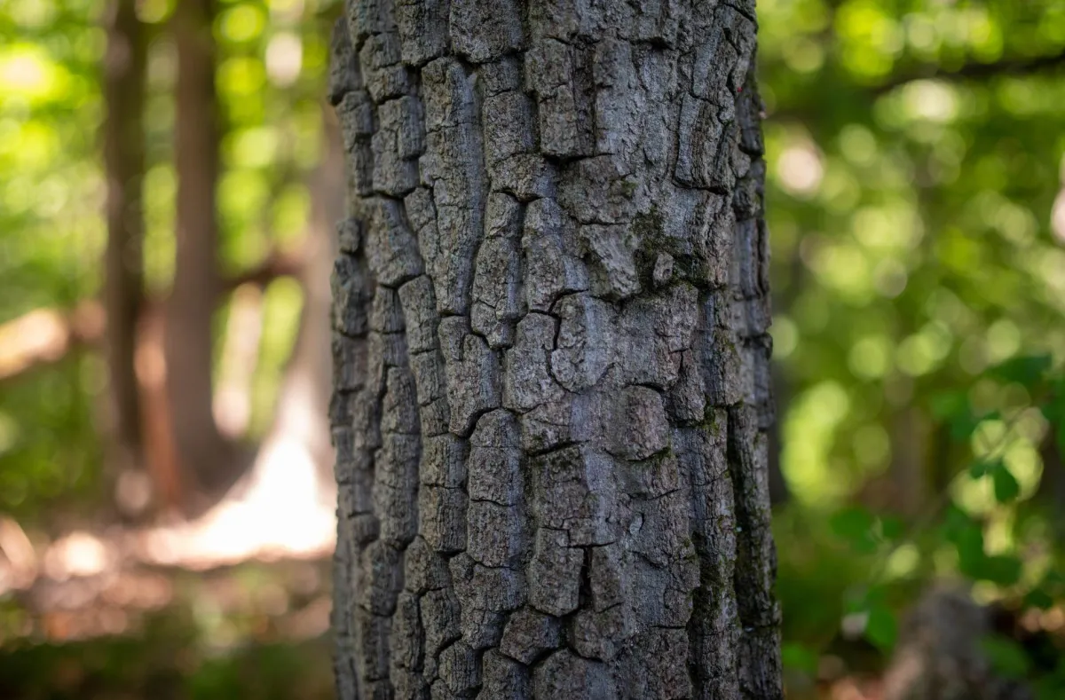 tree emergency