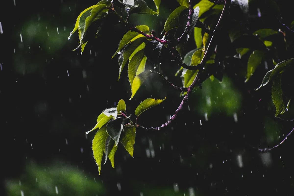 Tree Limbs