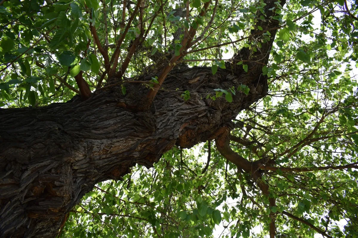 Tree Shaping