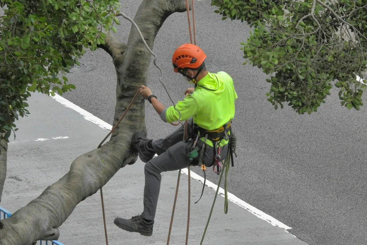 Tree Trimming
