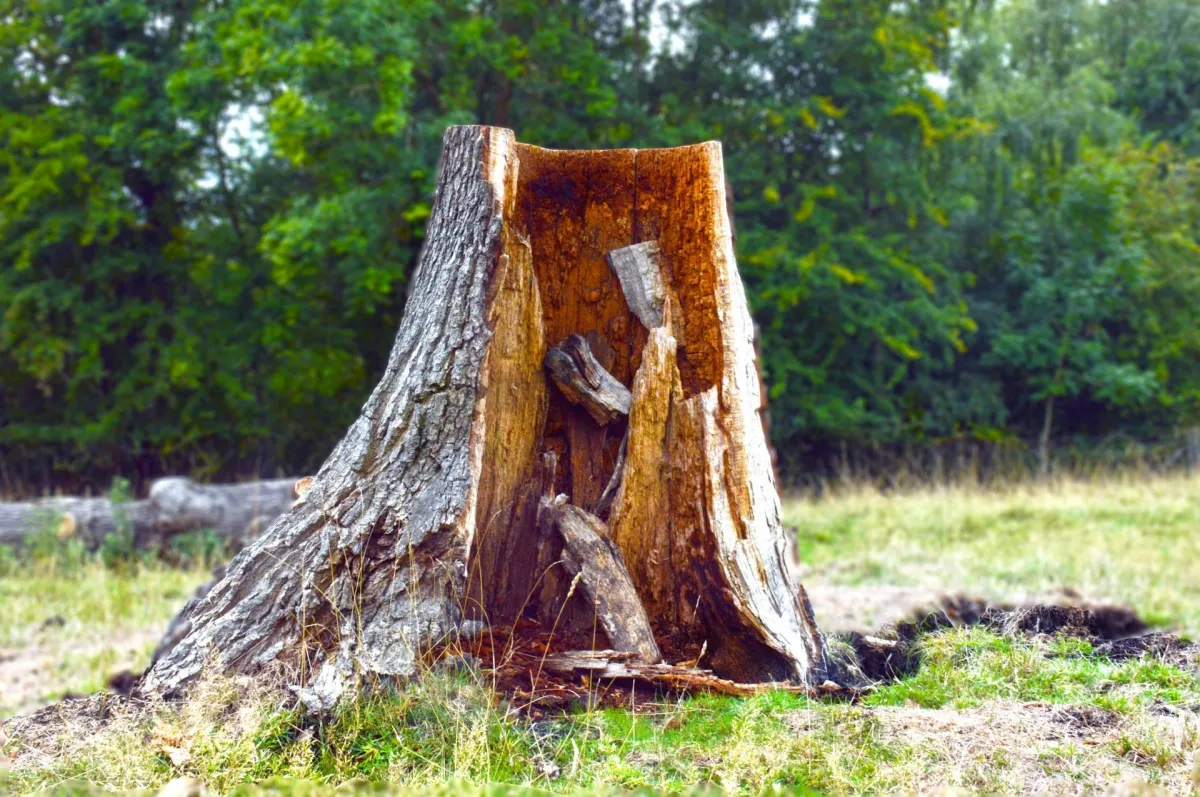 tree stump