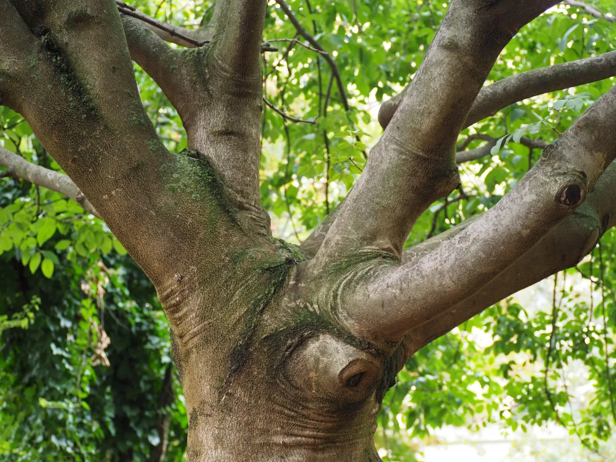 tree