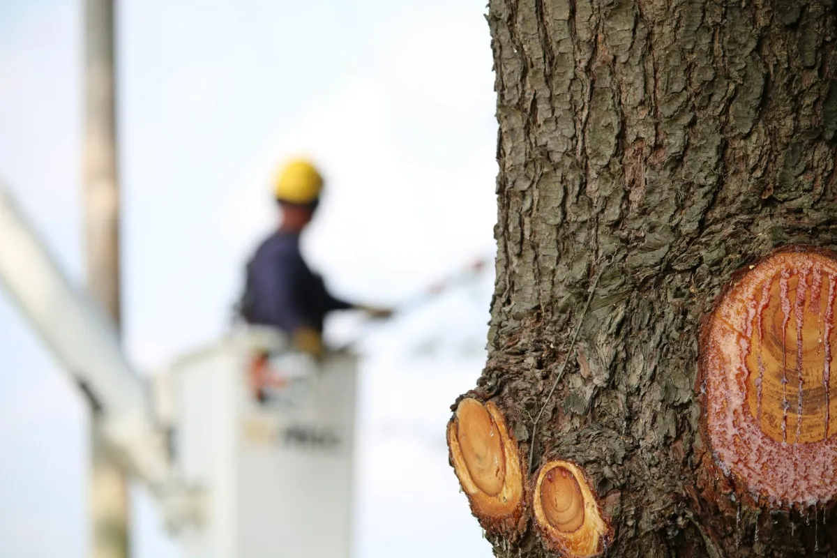 DIY Tree Work
