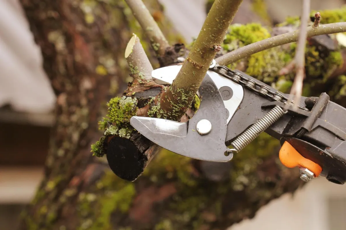 Tree Service