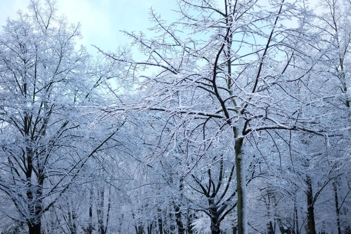 winter trees