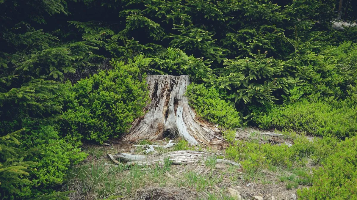 Old Tree Stumps