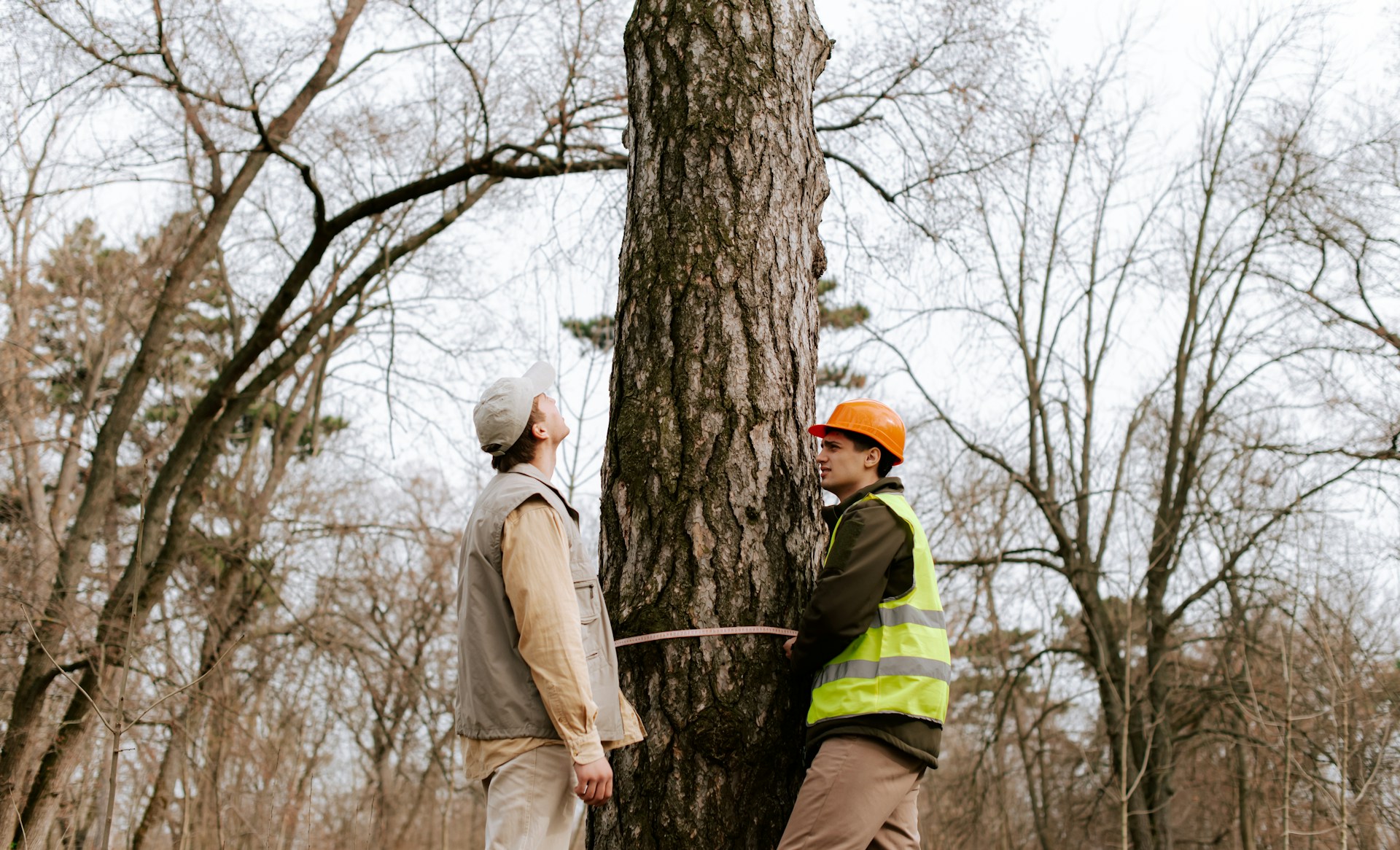 Regular Tree Check-ups