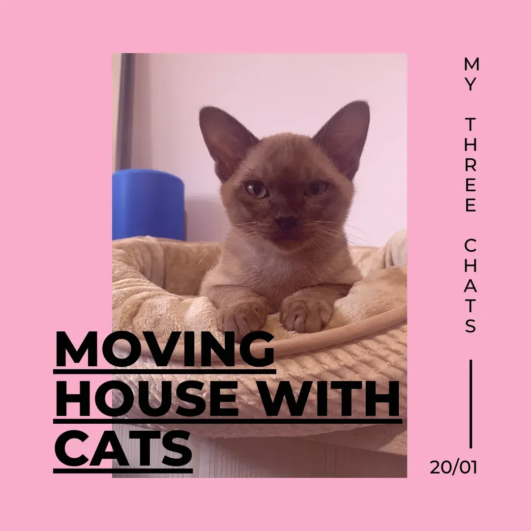 Moving house with cats