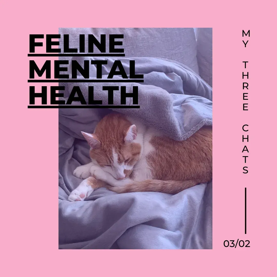 Feline mental health