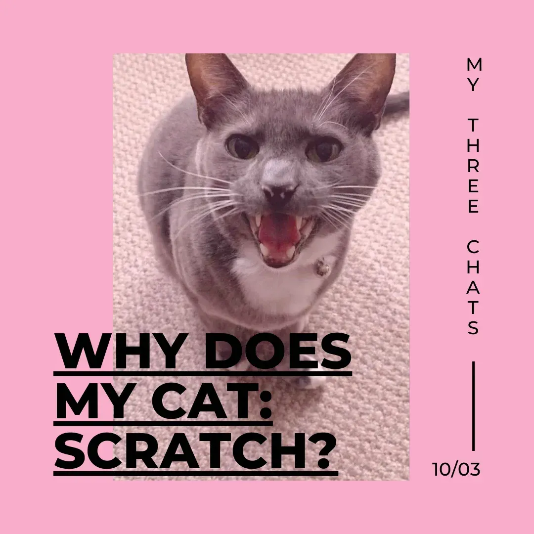 Why does my cat: scratch?