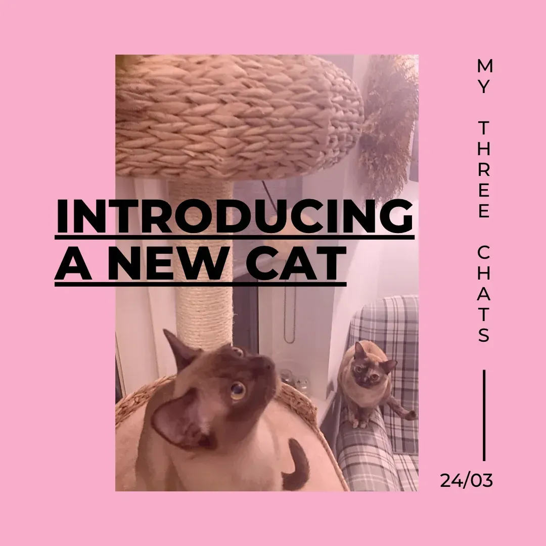 How to Introduce a New Cat to Your Home