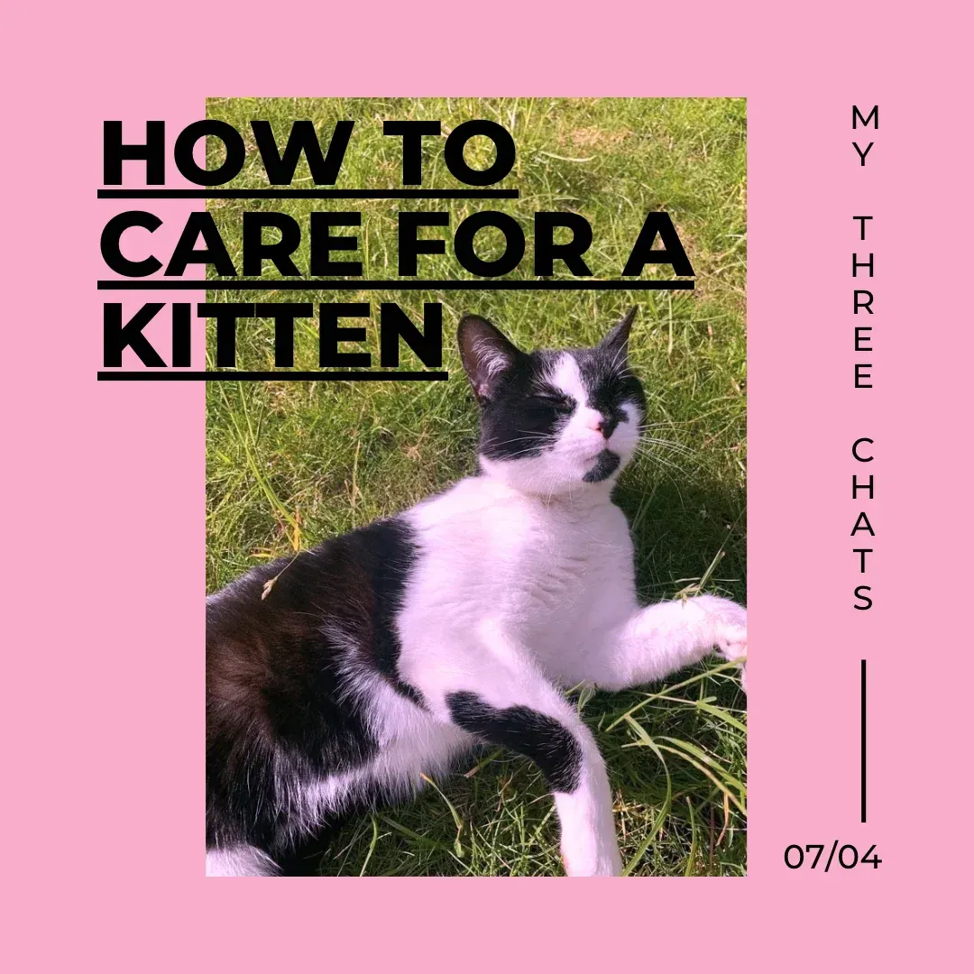 How to care for a kitten