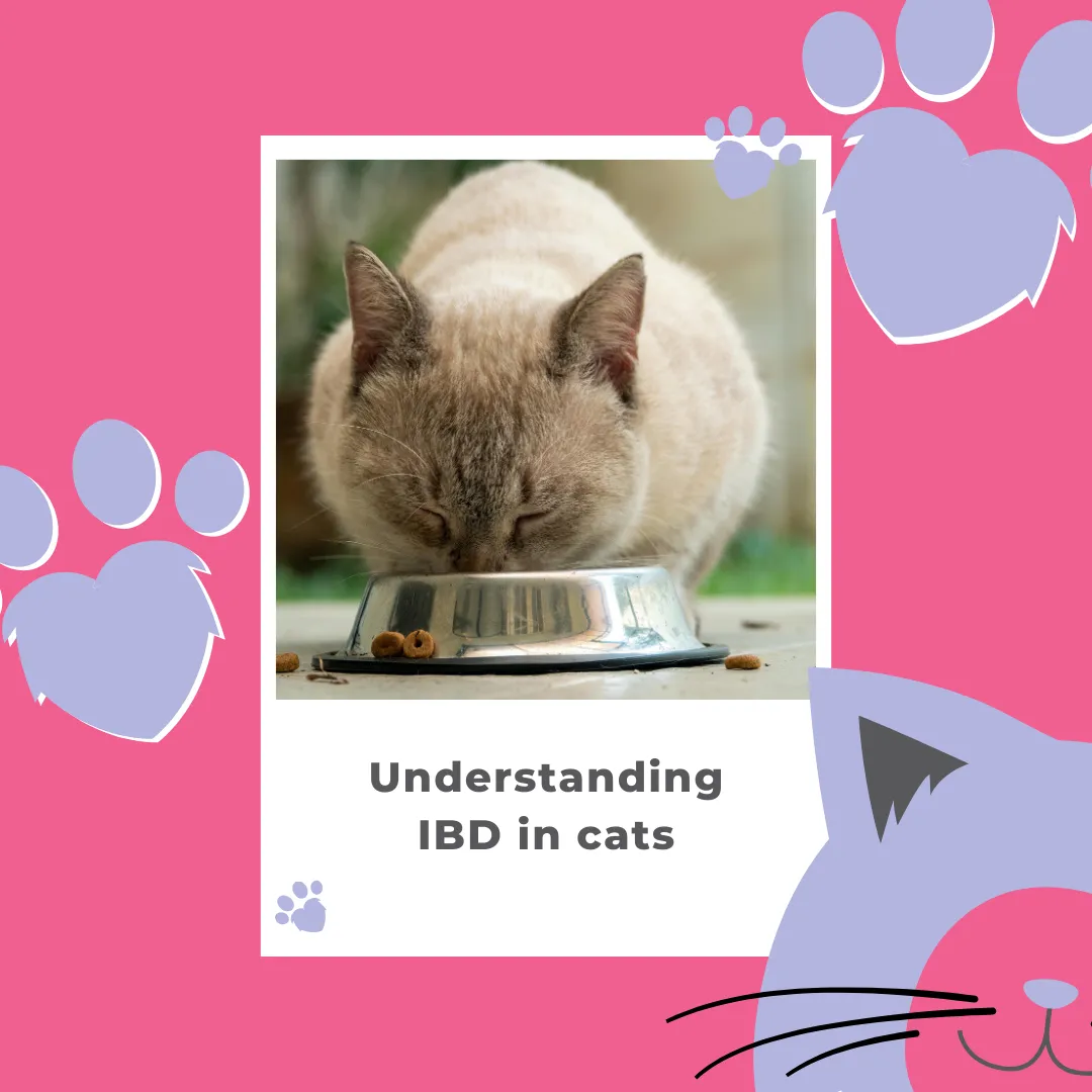 Understanding IBD in Cats: Symptoms, Causes and Treatment