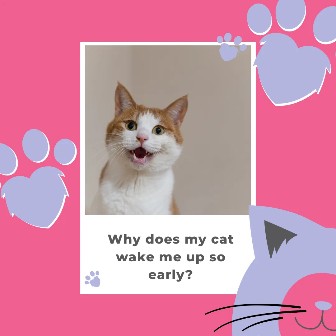 Why Does My Cat Wake Me Up So Early?
